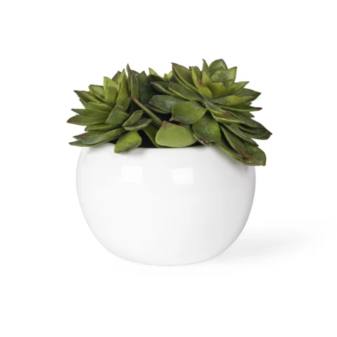 Ceramic Pot with Succulent