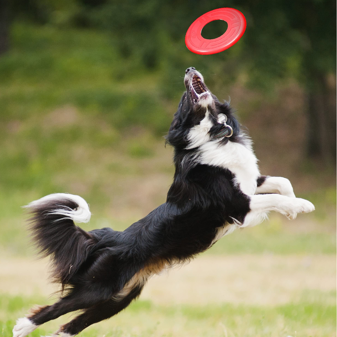 DOG FLYER TOY