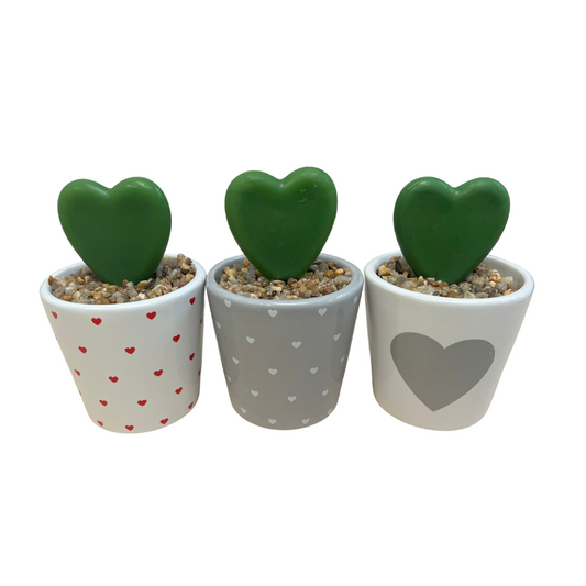 Ceramic Pot with Succulent Mixed Heart Shapes